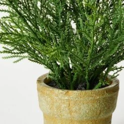 Small Potted Cyprus - Threshold™ Designed With Studio McGee 7 Small Potted Cyprus - Threshold™ Designed With Studio McGee -Interior Sale Store GUEST 54096500 37dc 4b77 a920 a283c8e88bb1