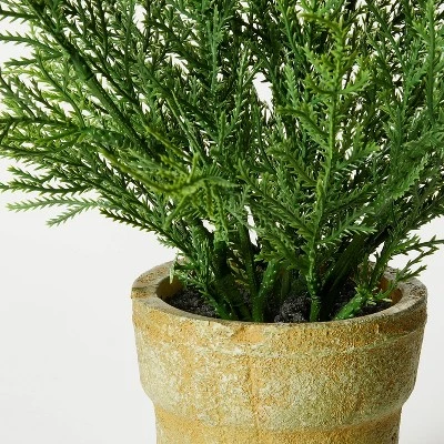 Small Potted Cyprus - Threshold™ Designed With Studio McGee 5 Small Potted Cyprus - Threshold™ Designed With Studio McGee - Image 3