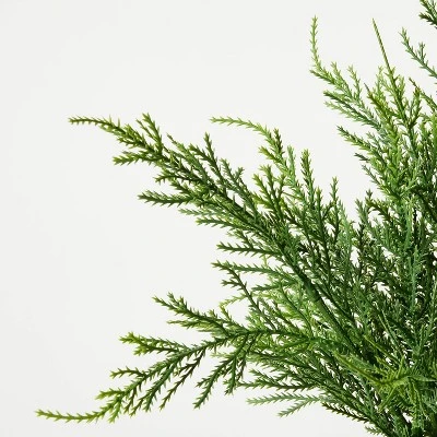 Small Potted Cyprus - Threshold™ Designed With Studio McGee 4 Small Potted Cyprus - Threshold™ Designed With Studio McGee - Image 2