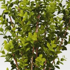 Artificial Medium Boxwood In Terracotta Pot Green - Threshold™ Designed With Studio McGee -Interior Sale Store GUEST cd024108 79f0 4a64 8204 1bb7fe0ec329